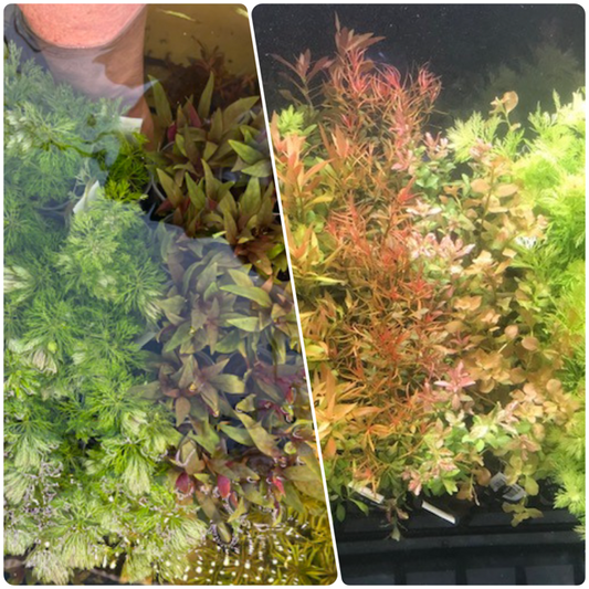 * SUBMERSED POT x 80 * FREE SHIPPING AUSTRALIA WIDE