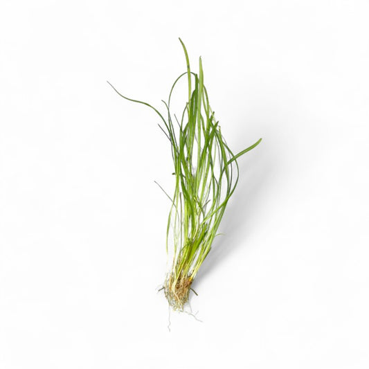 Sagittaria subulata Dwarf Sagittaria