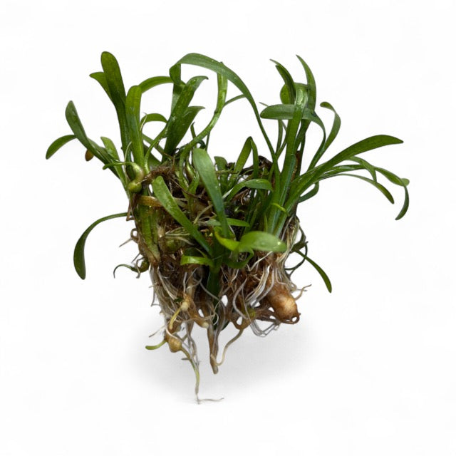 Sagittaria subulata Dwarf Sagittaria