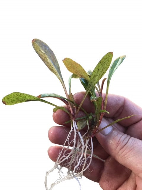 Samolus parviflorus red Lysimachia parvifolia