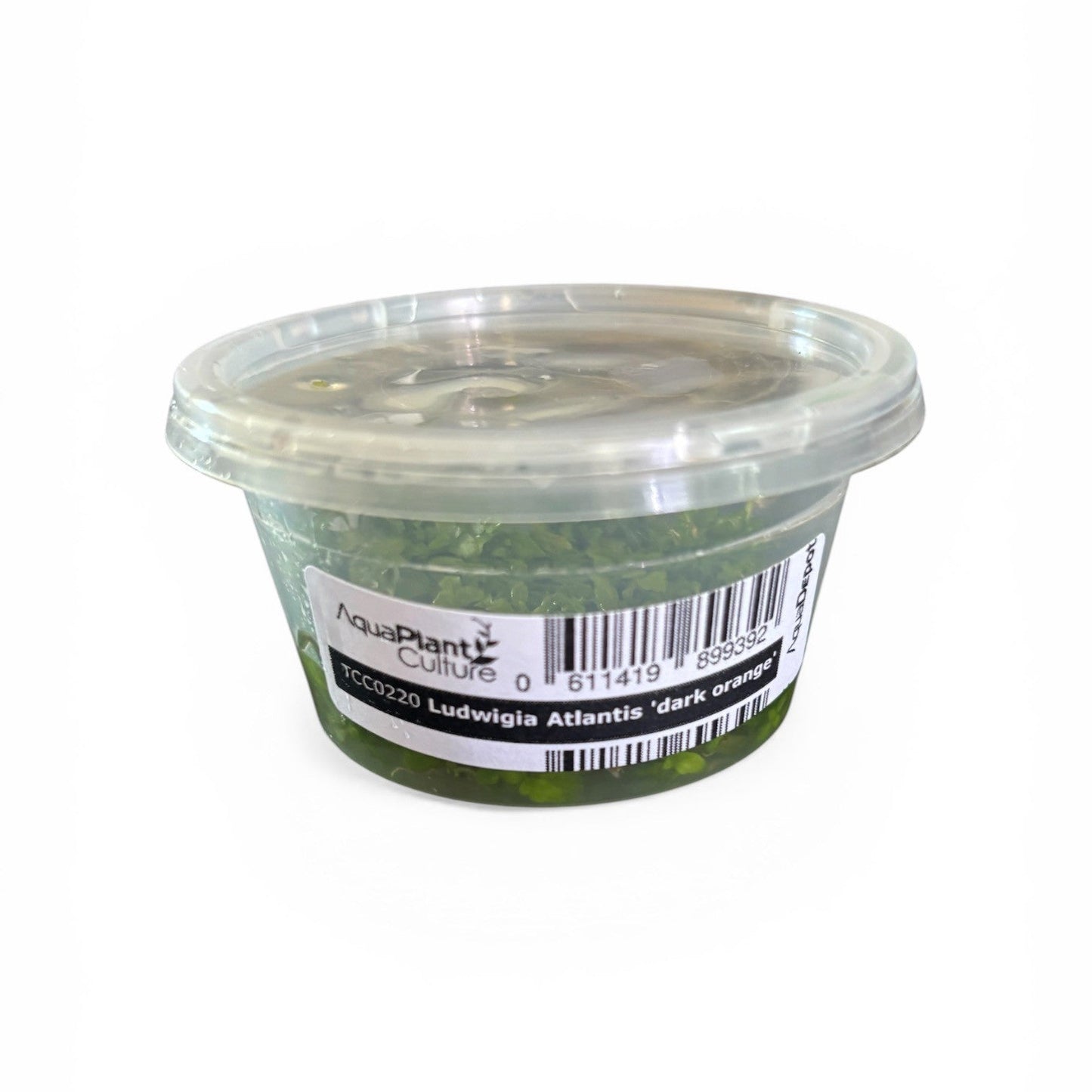 Tissue Culture Cup Ludwigia Atlantis 'Dark Orange'