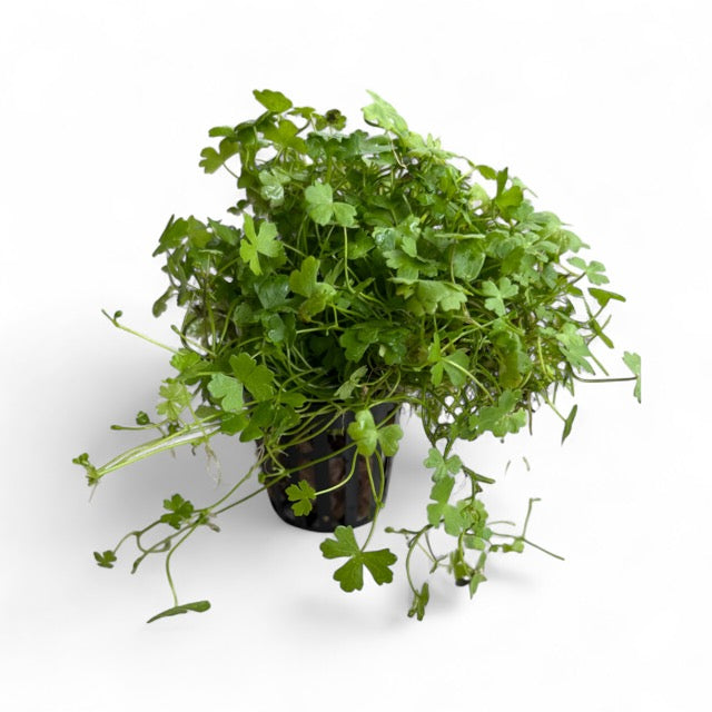 Hydrocotyle tripartita 'Mini Japan'