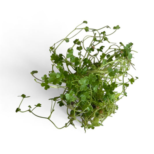 Hydrocotyle tripartita 'Nano Japan'