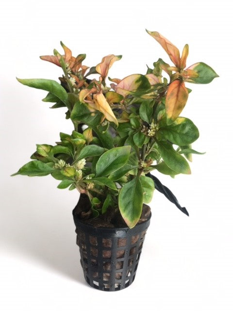 Alternanthera bettzickiana yellow