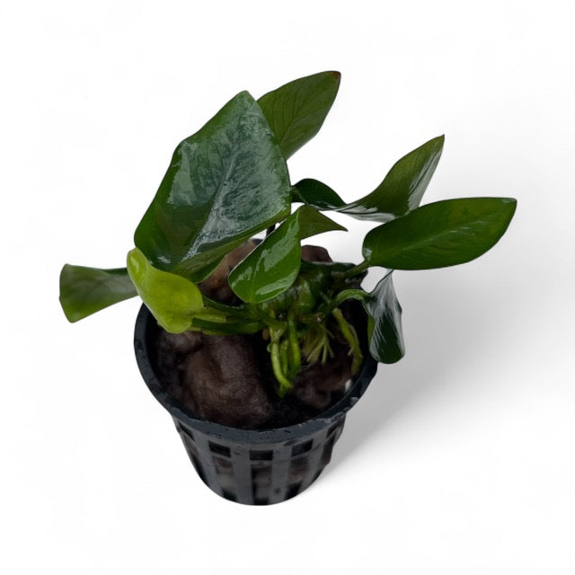 Anubias barteri nana