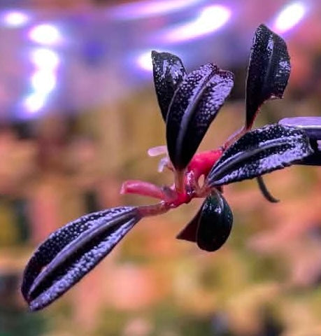 Bucephalandra sp. 'Brownie Phantom Mini'