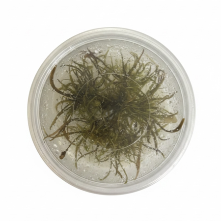 Tissue Culture Cryptocoryne axelrodi