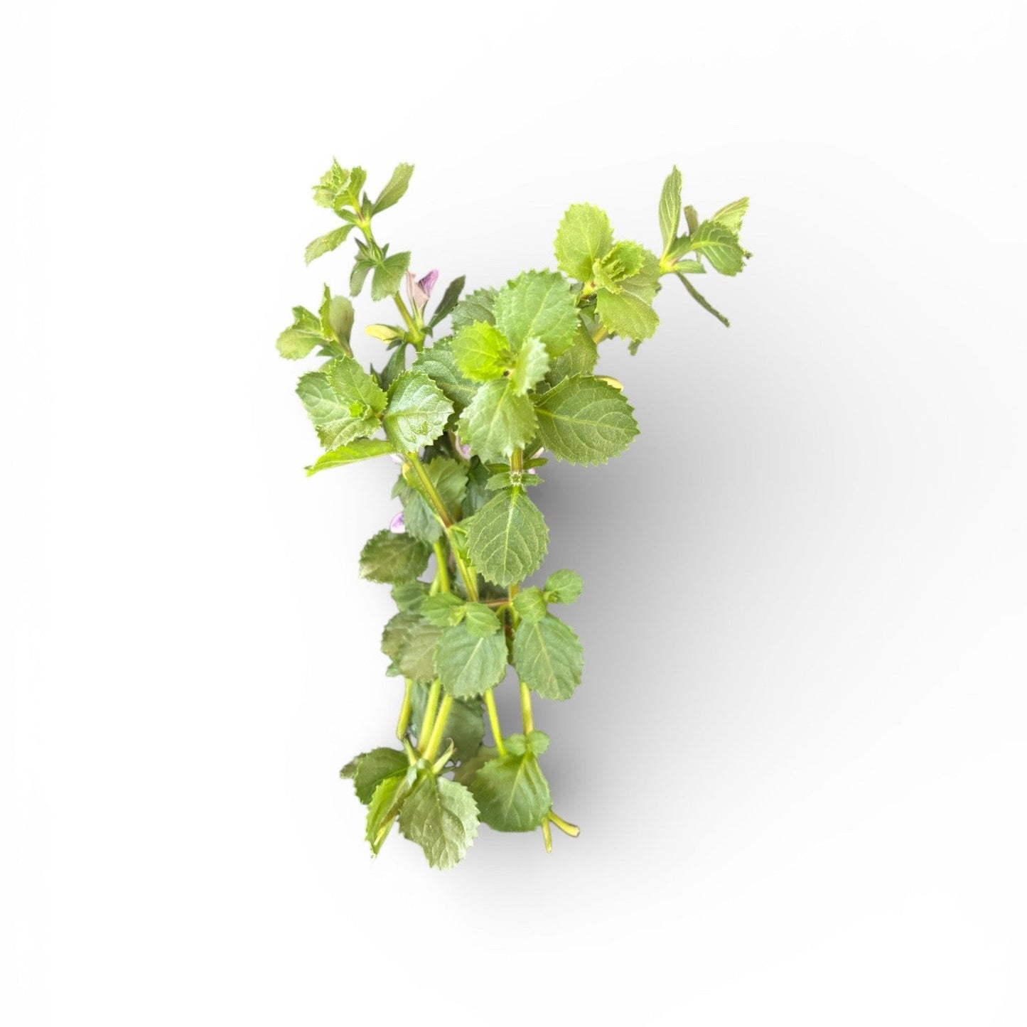 Hygrophilia difformis (Wisteria)