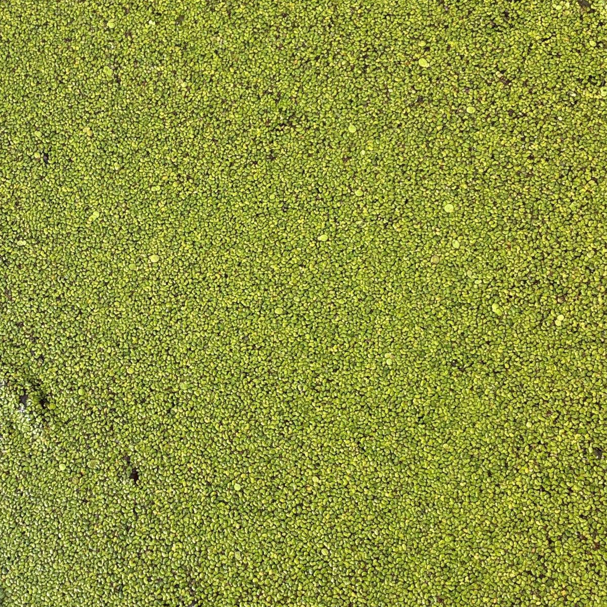 Lemnoideae (Duckweed) 250 grams**
