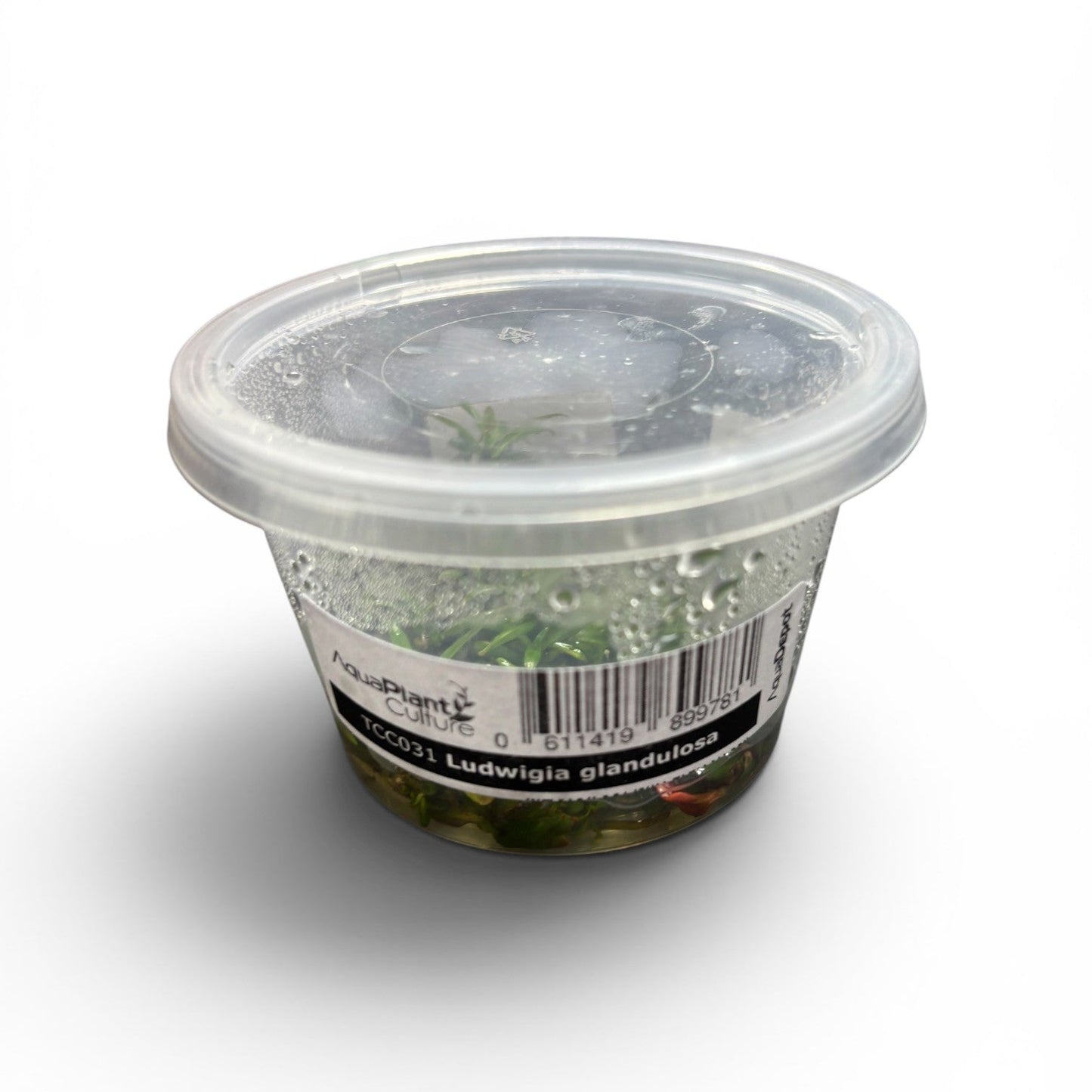 Tissue Culture Cup Ludwigia glandulosa