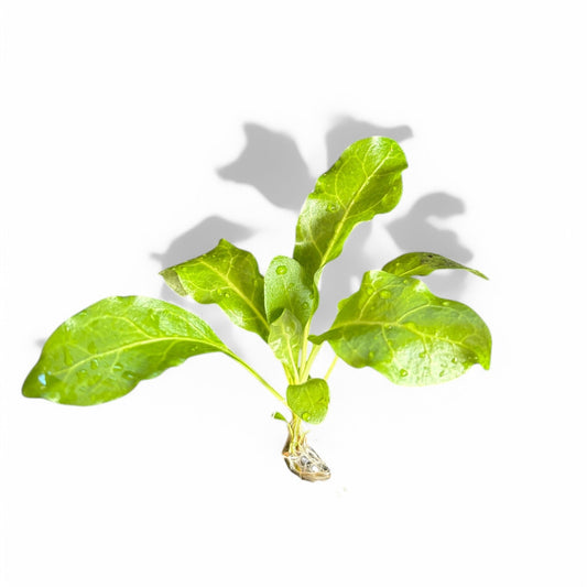 Samolus parviflorus green