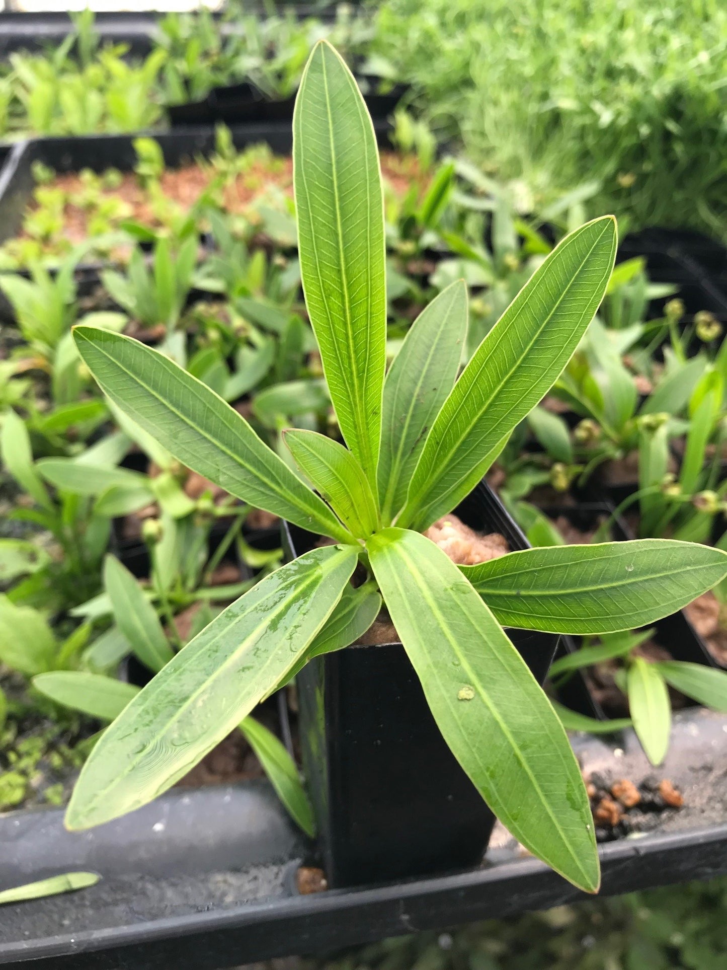 Echinodorus horemanii Green Horemanii