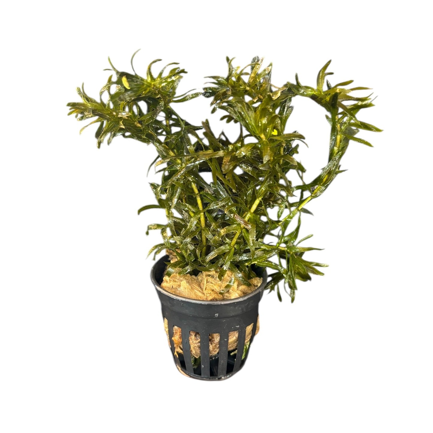 Hydrilla verticillata (elodia substitute)