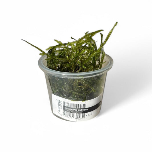 Vesicularia dubyana Java Moss