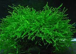 Vesicularia dubyana Java Moss