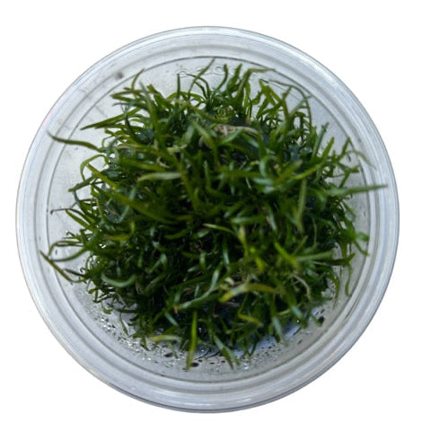 Tissue Culture Lilaeopsis novaezelandiae