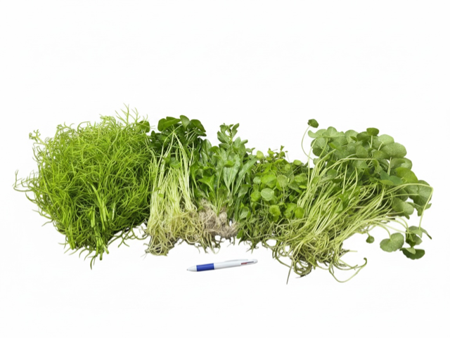 Premium Tall Plant Bundle