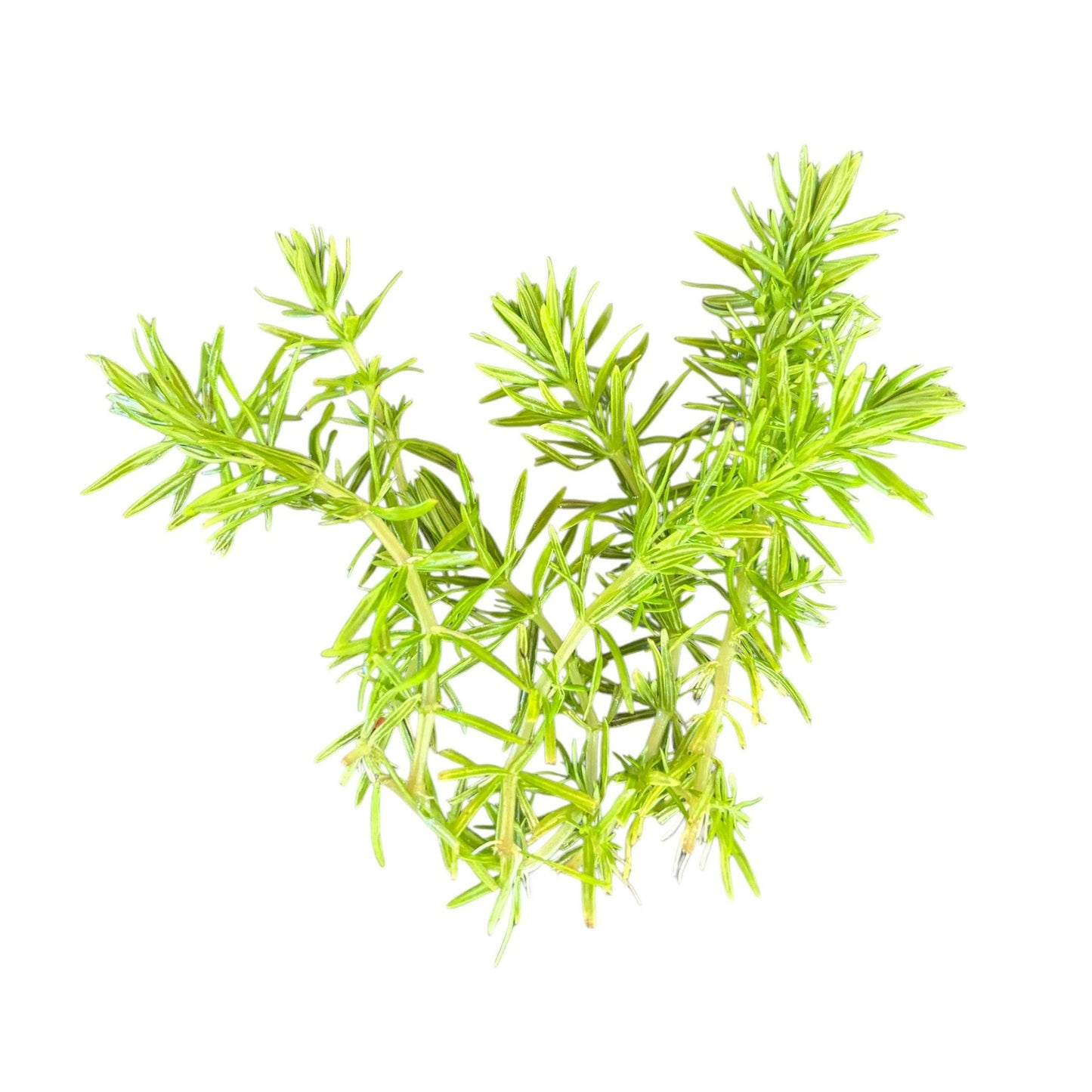 Pogostemon erectus