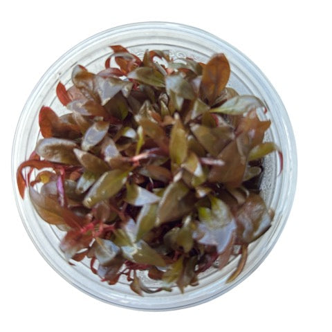 Tissue Culture Cup Alternanthera reineckii mini