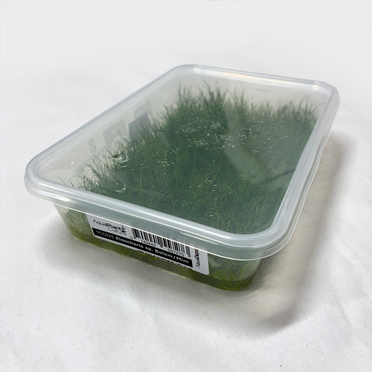 Tissue Culture Eleocharis sp. 'Belem' MEGA PACK*