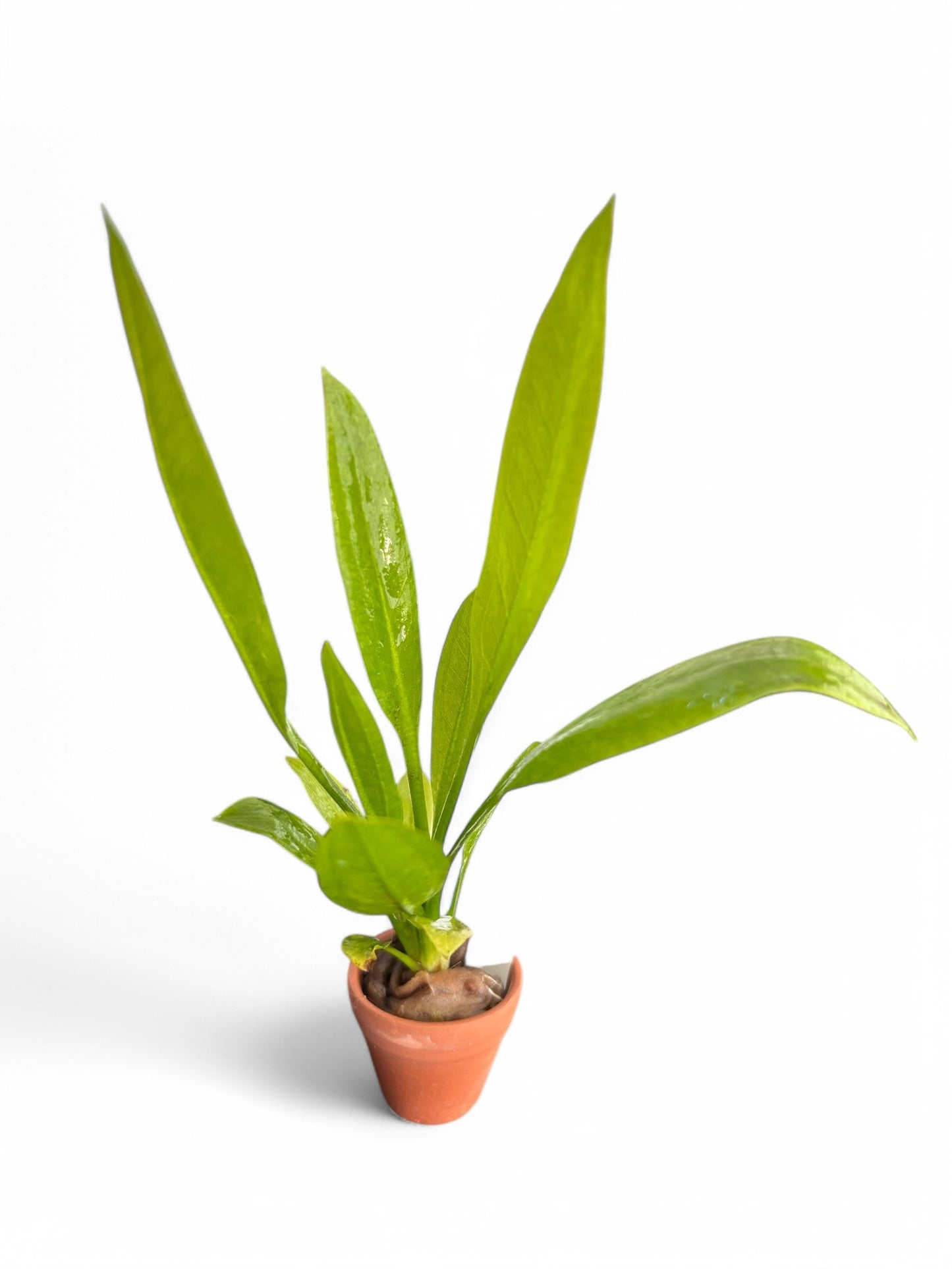 Echinodorus amazonica 'Amazon sword'