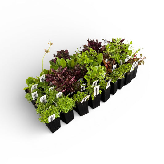 Paludarium Plant Pack - 40 x Assorted Pots