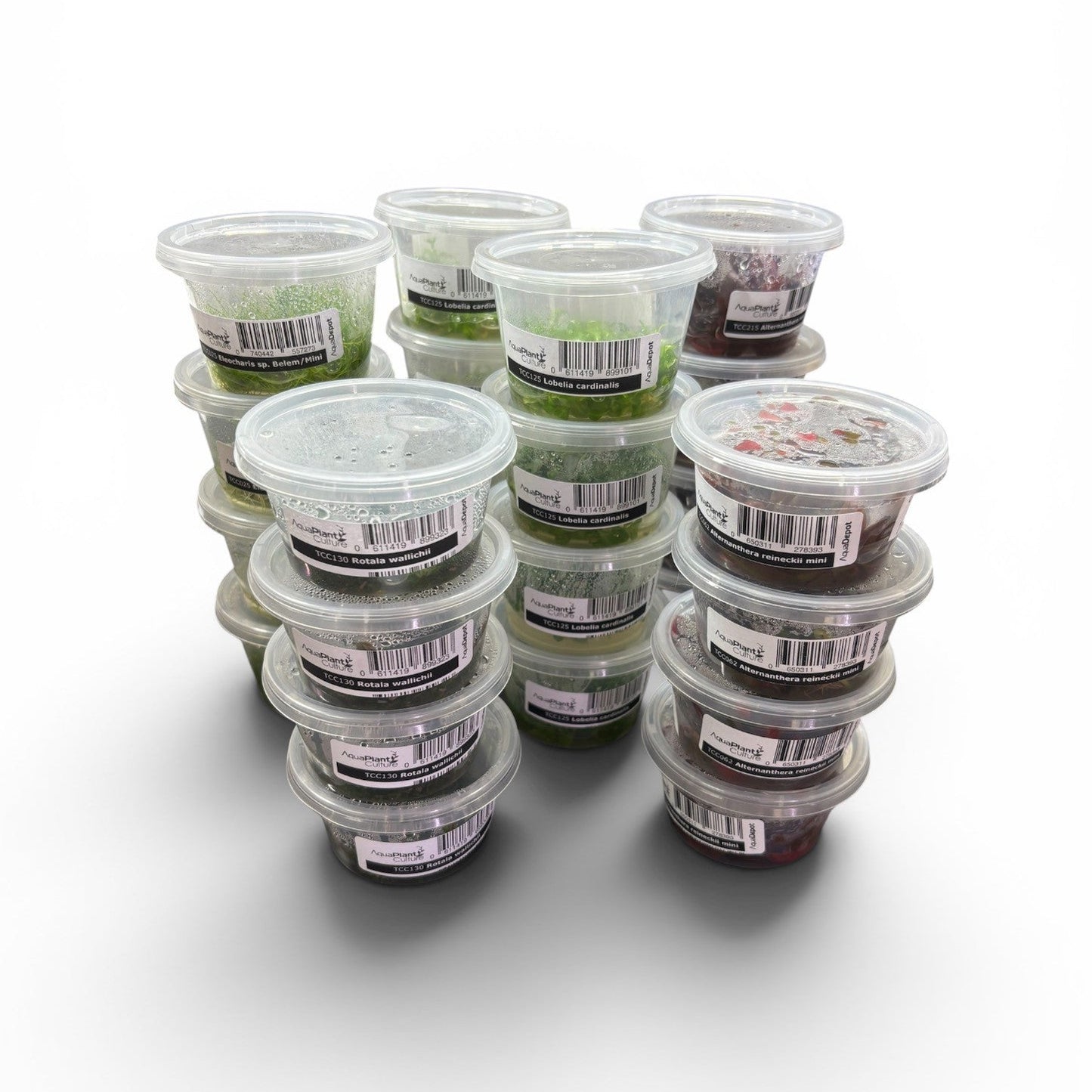 Tissue Culture Pack - 24 Assorted Cups - FREE SHIPPING AUSTRALIA WIDE