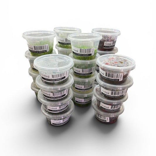 Tissue Culture Pack - 24 Assorted Cups - FREE SHIPPING AUSTRALIA WIDE