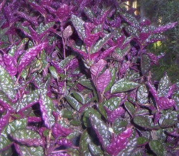 Hemigraphis exotica Purple Waffle