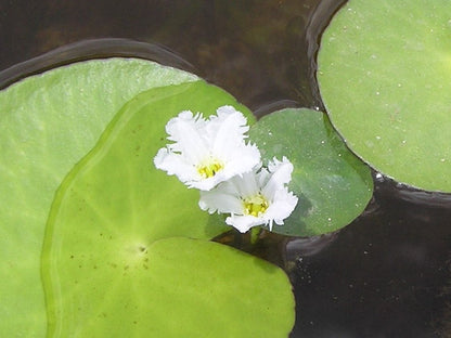 Nymphoides aquatica (Banana Lily)