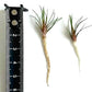 Eriocaulon 'Blood Vomit'