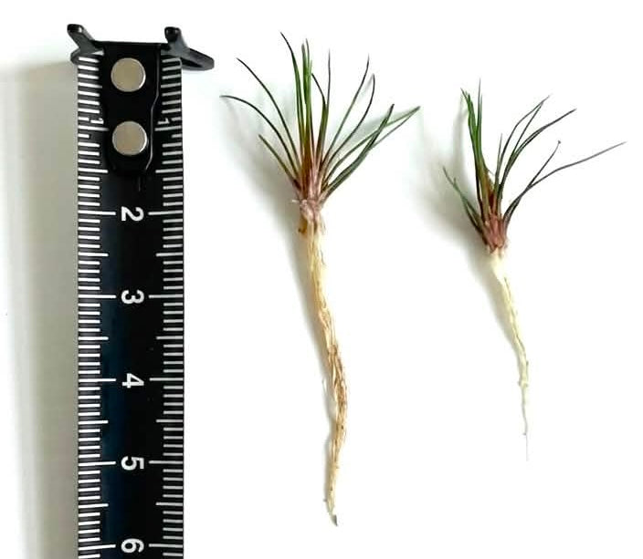 Eriocaulon 'Blood Vomit'