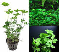 Marsilea hirsuta