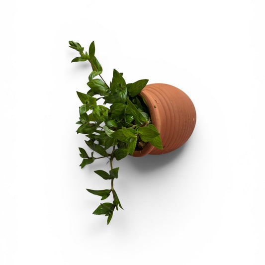 Staurogyne repens Clay Urn