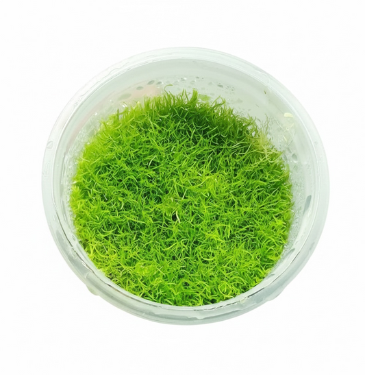 Tissue Culture Cup Utricularia graminifolia