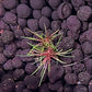 Eriocaulon 'Blood Vomit'