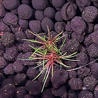 Eriocaulon 'Blood Vomit'