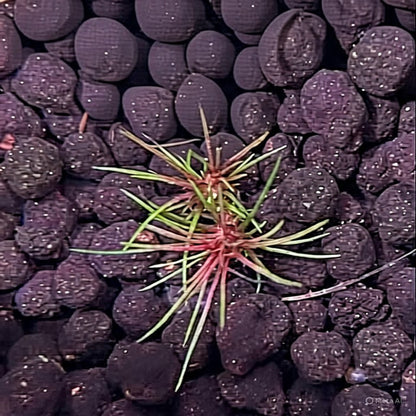 Eriocaulon 'Blood Vomit'