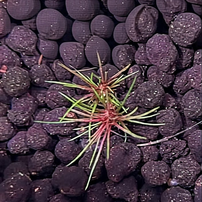 Eriocaulon 'Blood Vomit'