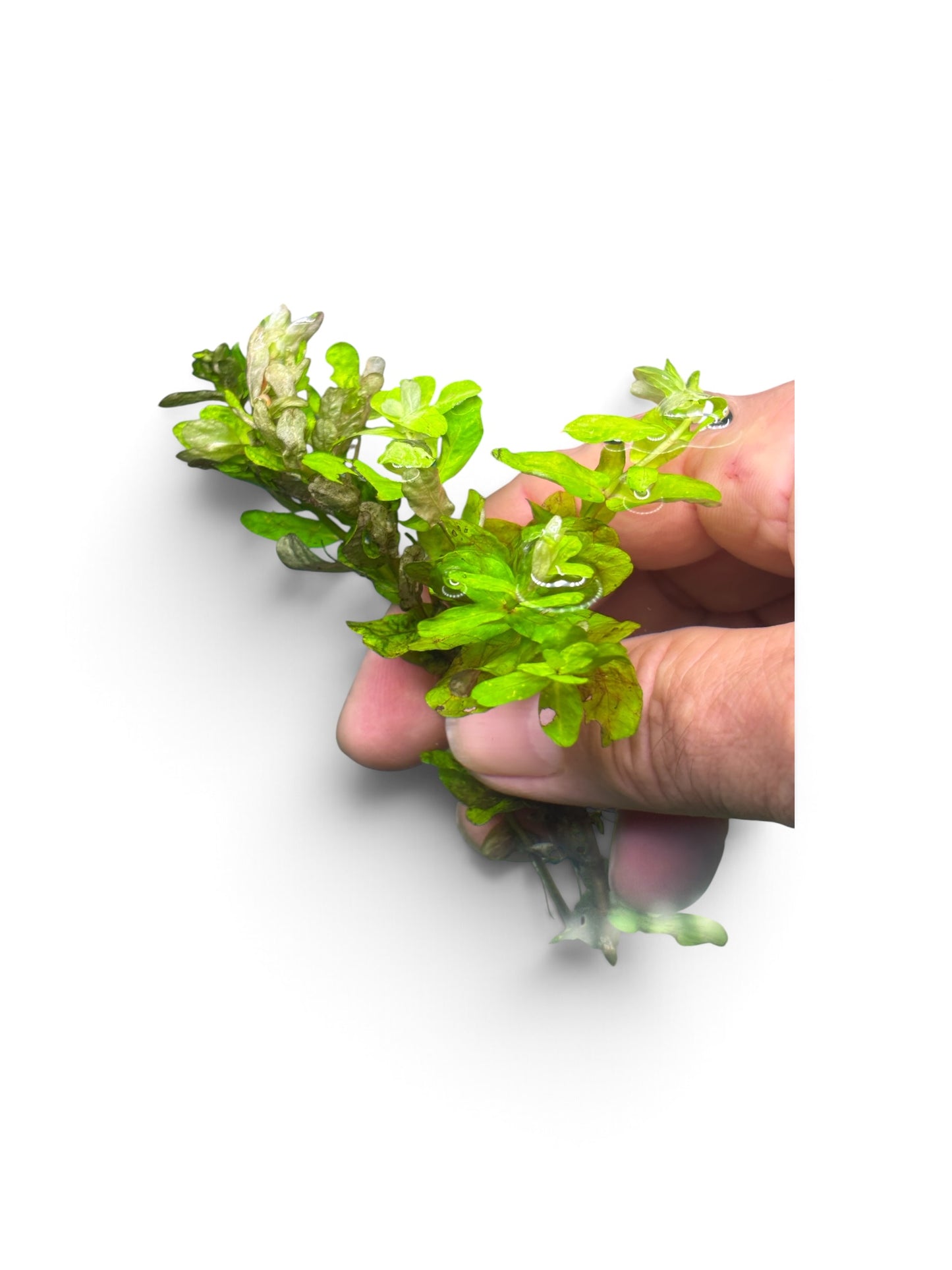 Rotala tulunadensis