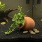 Staurogene repens
