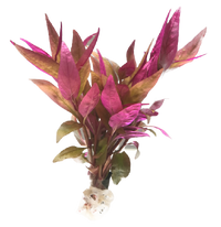 Alternanthera reineckii Red Alt