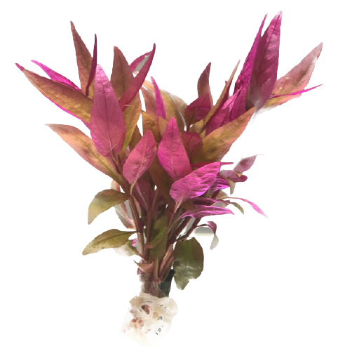 Alternanthera reineckii Red Alt