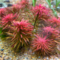 Ludwigia inclinata 'Meta' 3 submersed grown stems
