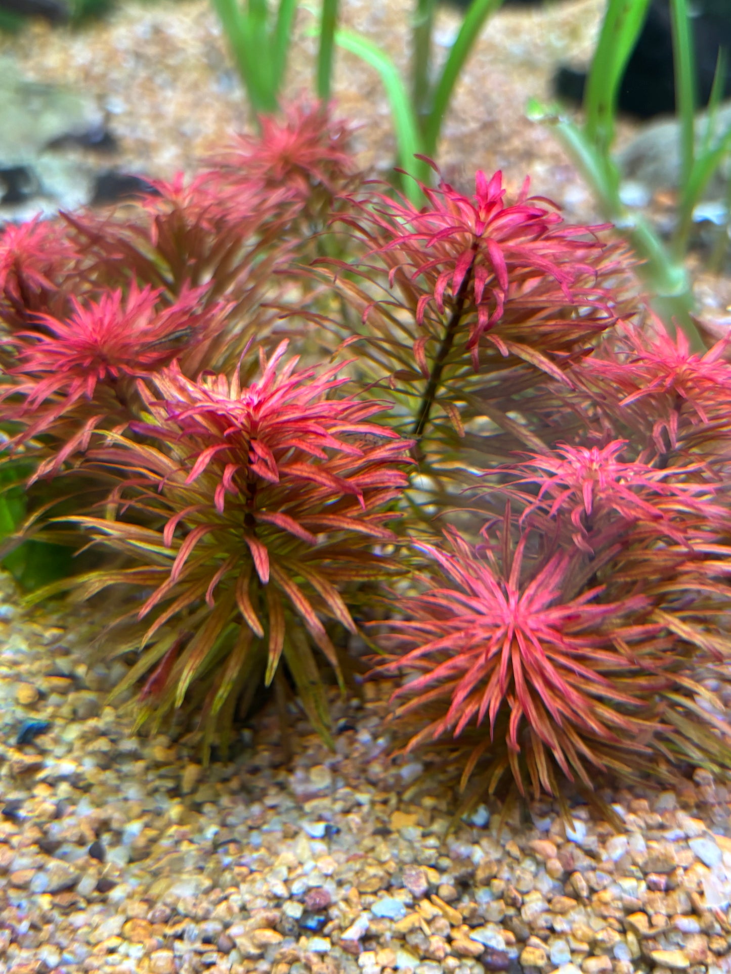 Ludwigia inclinata 'Meta' 3 submersed grown stems