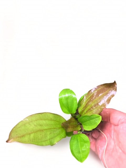 Echinodorus sp. 'AC Sunrise'