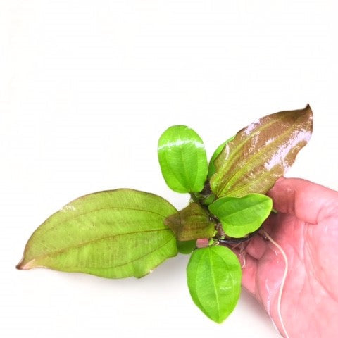Echinodorus sp. 'AC Sunrise'