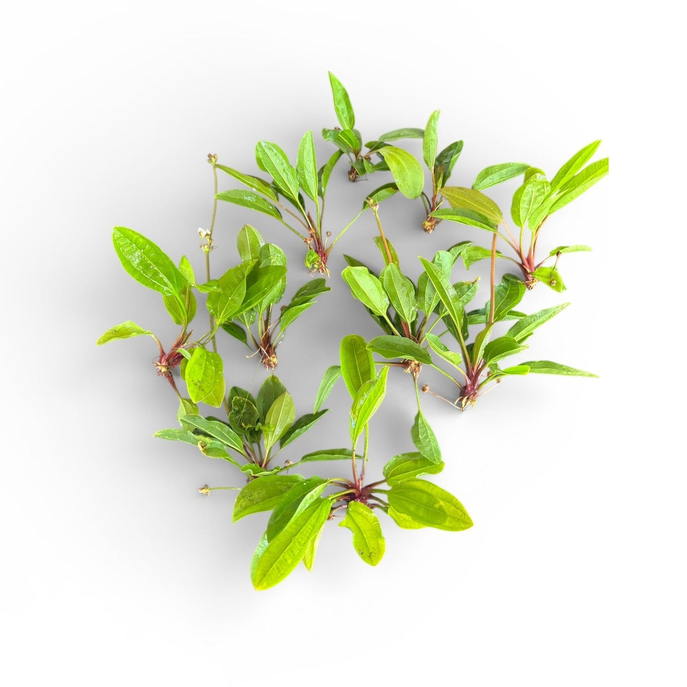 **SPECIAL** Echinodorus sp. 'AC Sunrise' x 10 Buy