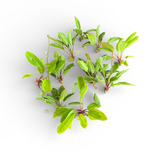 **SPECIAL** Echinodorus sp. 'AC Sunrise' x 10 Buy