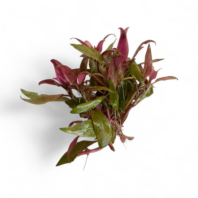 Alternanthera reineckii mini